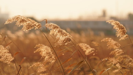 Obraz premium The beautiful and soft reeds view with the warm sunset sunlight in the windy day