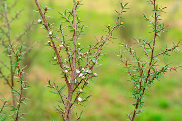 Leptospermum scoparium, commonly called manuka is a species of flowering plant in the myrtle family...