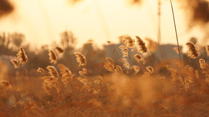 The beautiful and soft reeds view with the warm sunset sunlight in the windy day