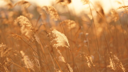 Fototapeta premium The beautiful and soft reeds view with the warm sunset sunlight in the windy day