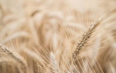 Close-up wheat. Dry ear of wheat. Macro shot - selective focus.