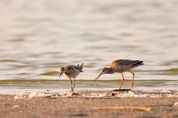 Ruff and Spotted redshank on the shore