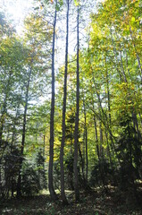 Obraz premium Artvin Borçka Karagöl in autumn