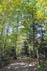 Obraz premium Artvin Borçka Karagöl in autumn