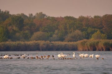 Flock of birds on the lake