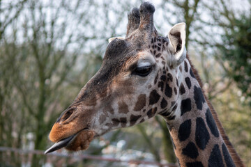 portrait of a giraffe