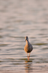 Spotted redshank - Tringa erythropus