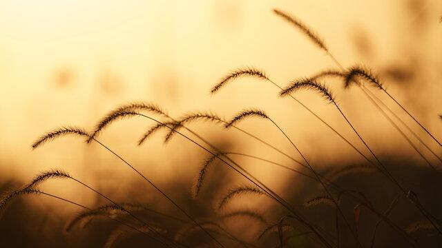 The beautiful and soft reeds view with the warm sunset sunlight in the windy day - Powered by Adobe