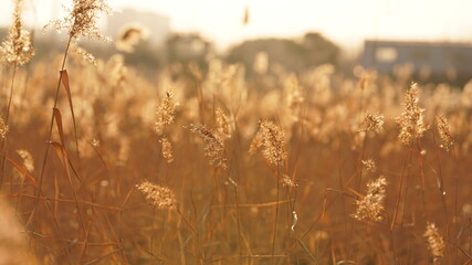 Fototapeta premium The beautiful and soft reeds view with the warm sunset sunlight in the windy day