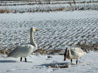 geese in snow