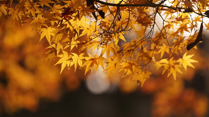The beautiful autumn view with the colorful leaves in the forest