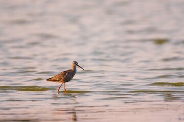 Spotted redshank - Tringa erythropus