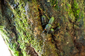 moss on tree