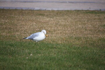 black headed gull