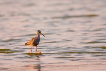 Spotted redshank - Tringa erythropus