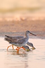 Spotted redshank - Tringa erythropus
