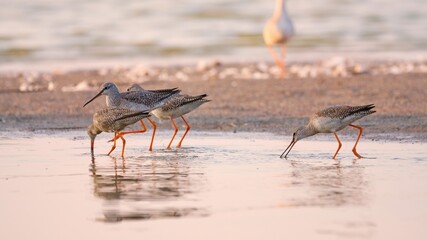 Spotted redshank - Tringa erythropus