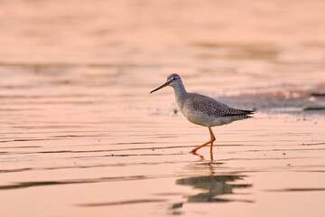 Spotted redshank - Tringa erythropus