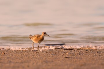 Juvenile Ruff - Calidris pugnax on the shore