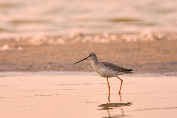 Spotted redshank - Tringa erythropus