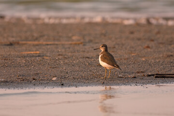Common sandpiper - Actitis hypoleucos on the shore