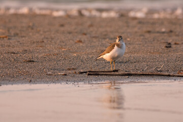Common sandpiper - Actitis hypoleucos on the shore