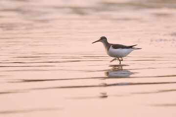 Common sandpiper - Actitis hypoleucos on the shore