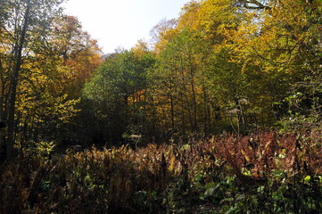 Artvin Borçka Karagöl in autumn