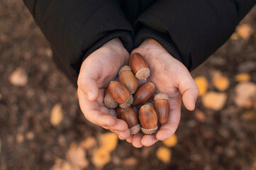 Hand holding a handful of acorns - Powered by Adobe