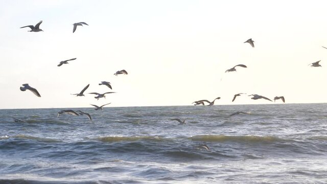 Some seagulls playing with waves at the Valentin beach. The 27th September 2021, Batz-sur-Mer, France.