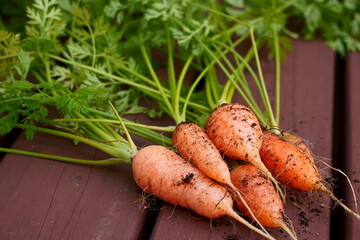 家庭菜園で採れた小さいニンジン
