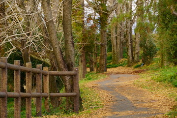 落ち葉のある林道のクローズアップ