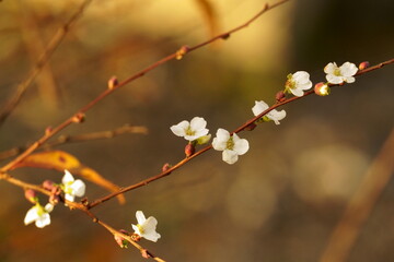 枝に咲く白い小さな花