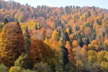 Artvin Borçka Karagöl in autumn