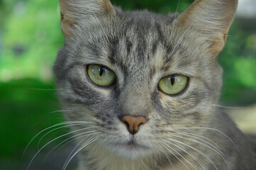 close up portrait of a cat