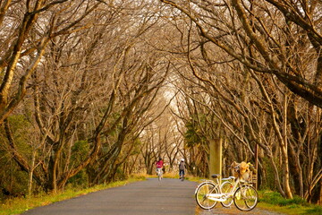 冬の桜並木を子供が自転車で帰宅する