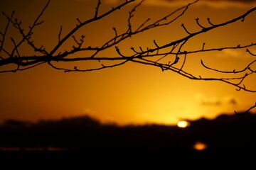 夕日をバックにした桜の枝