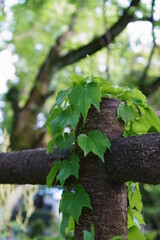 人工物に絡むつる性の植物