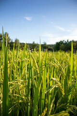 Fototapeta premium green wheat field