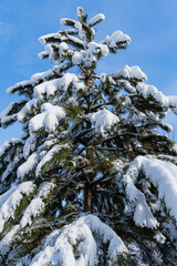 Luxurious pine black pine, Austrian pine or black pine on sunny winter day. Branches of Austrian pine covered with snow against blue winter sky. Close-up. Nature concept for design.