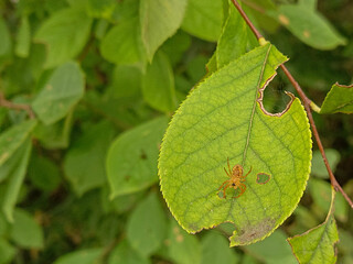 red ant on leaf