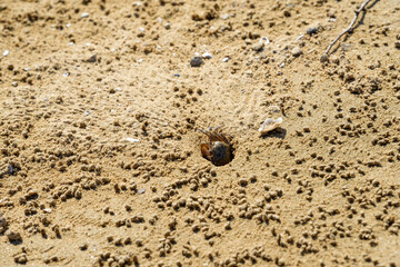 Sand bubbler crab peeping out of their burrows on a sandy beach