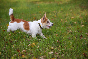 Wire-haired Jack Russell Terrier running through yellow autumn foliage in the park