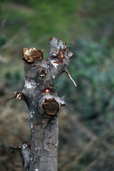  Close View of   Vants on a tree