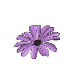 Purple flower