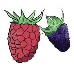 Raspberry and blackberry