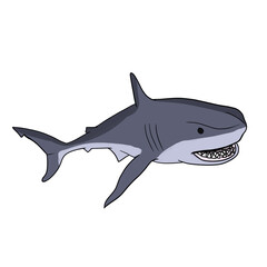 Illustration of a shark