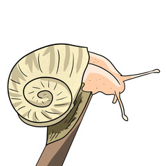 Snail on a stick