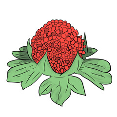 Strawberry plant