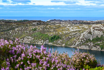 Lyla flowers on front a Norwegian fjord near Bergen